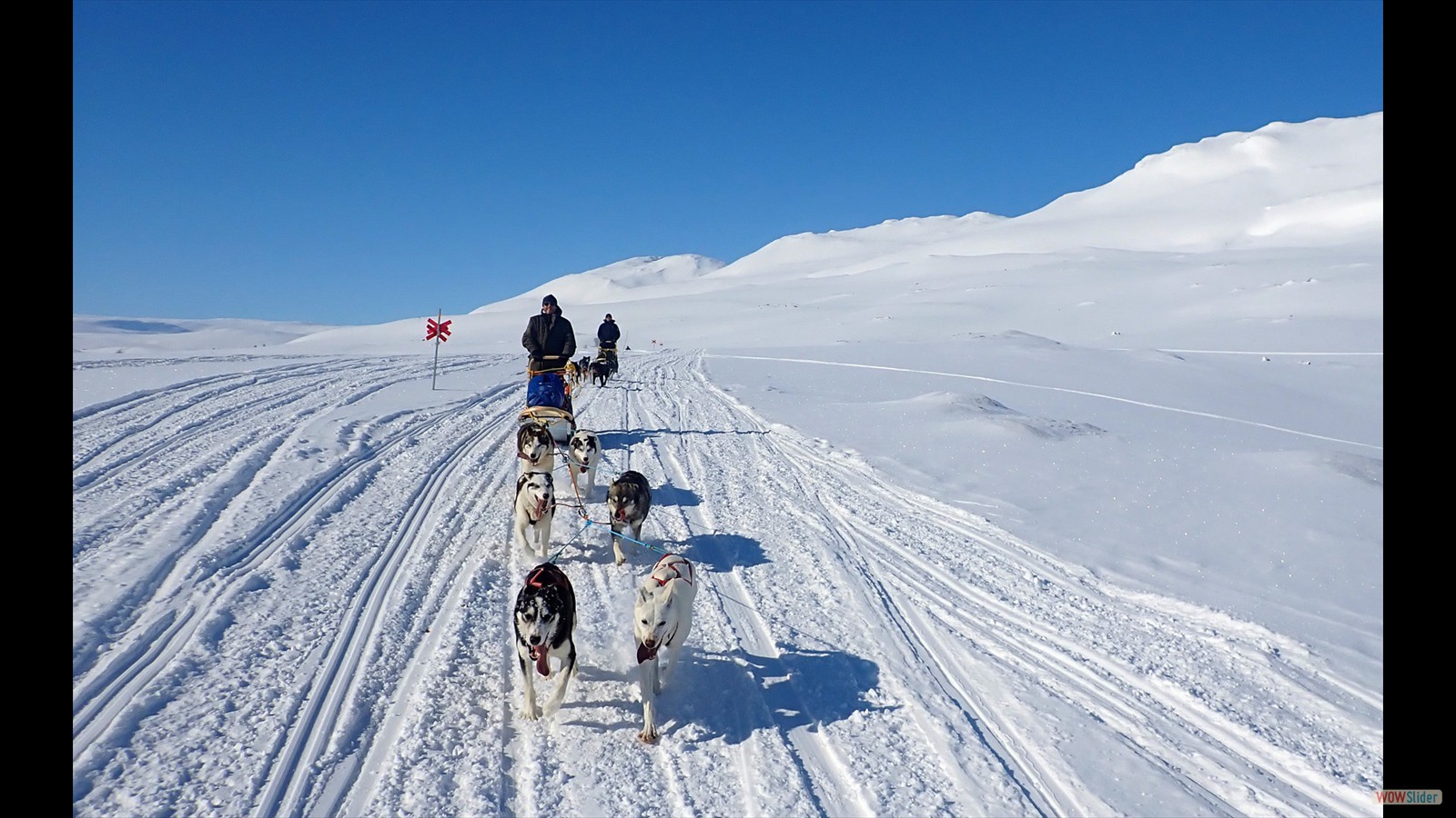 Die Hunde geben Gas